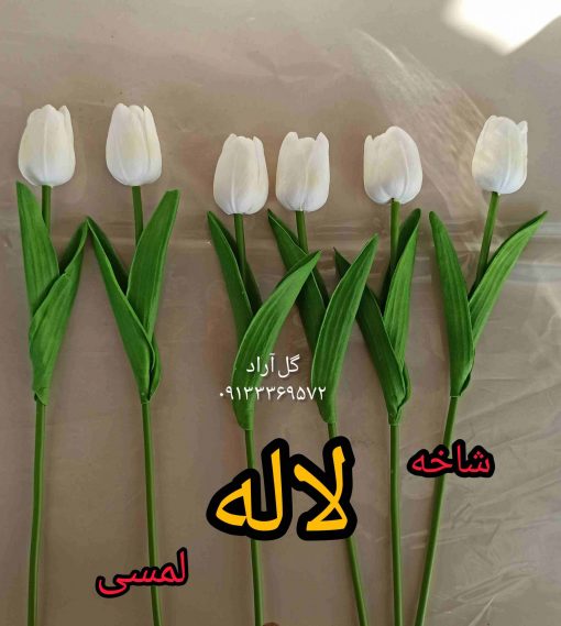 لاله لمسی سفید